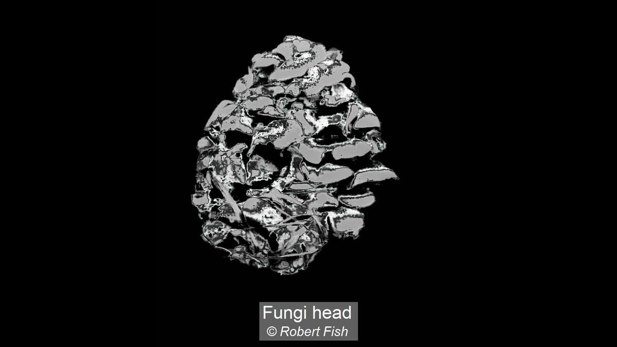Fungi Head